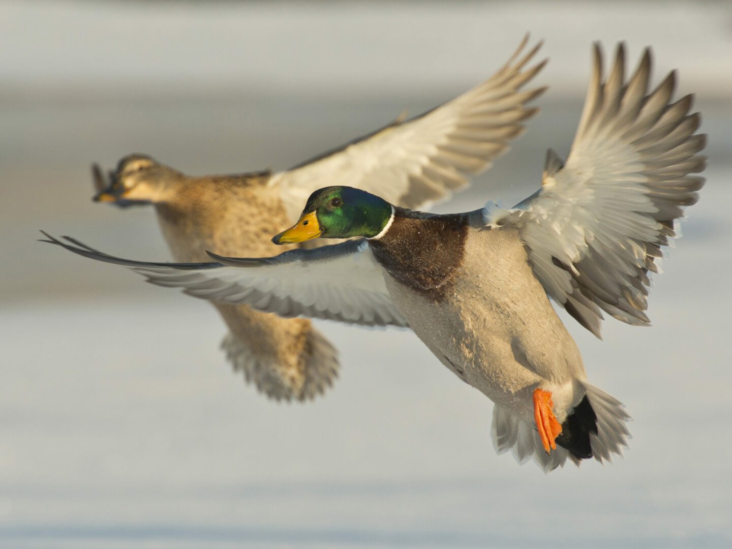 A Pair of Mallards flying together