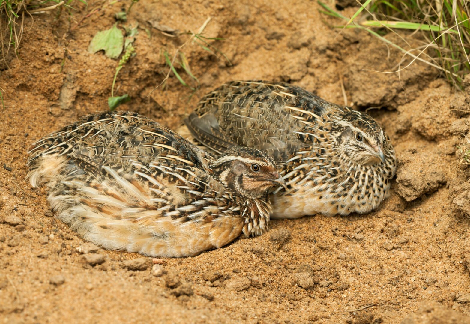 Common quails (Coturnix coturnix). Rooster and hen lying in sand.