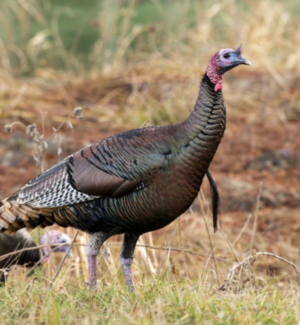 Wild Rio Grande Turkey at Bosque del Apache National Wildlife Refuge